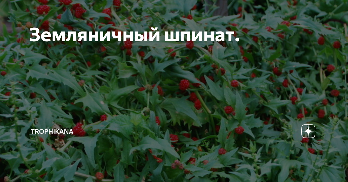 Земляничный шпинат. | Trophikana | Дзен