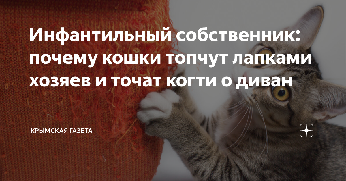 Инфантильный собственник: почему кошки топчут лапками хозяев и точат когти  о диван | Крымская газета | Дзен