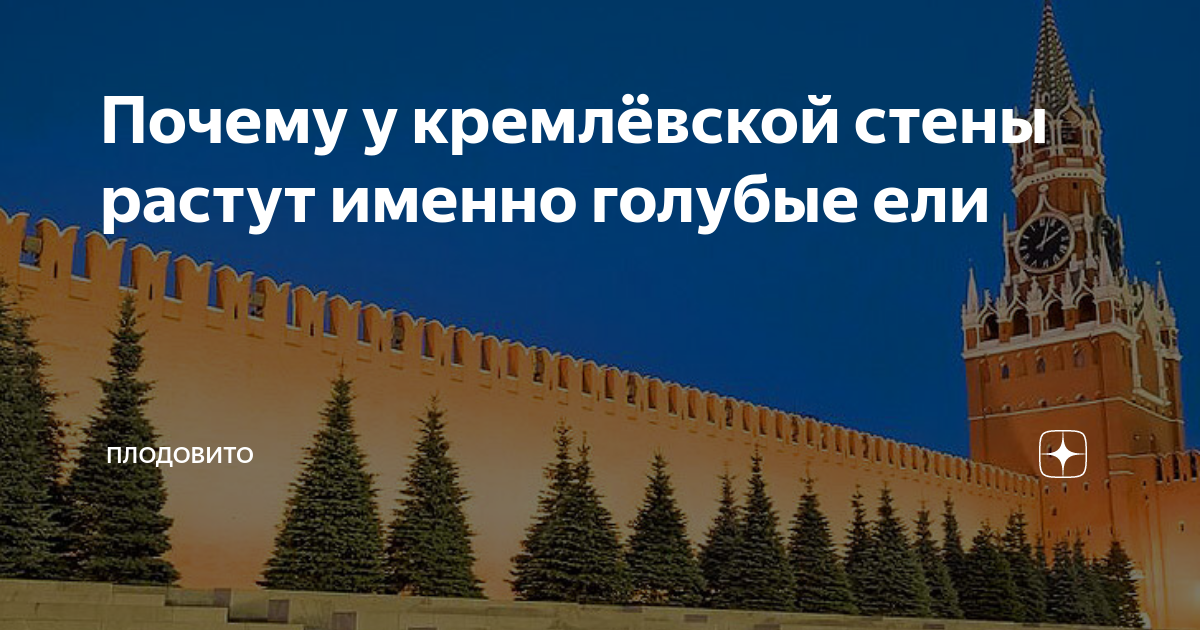 Голубые ели у кремлевской стены в москве