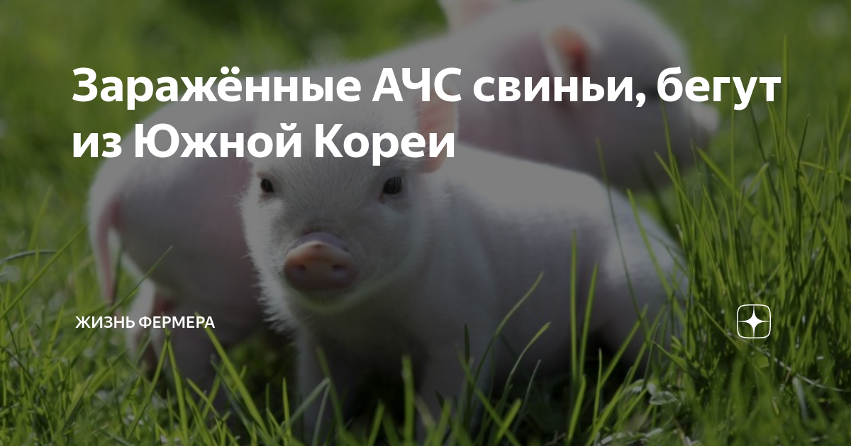 Выпишите из загадки 3 слова с проверяемым безударным. Бежит свинка золотая. Бежит стальная свинка, железная спинка, льняной хвостик. Загадка бежит свинка золотая спинка носочек стальной хвостик льняной. Бежит свинка золотая.