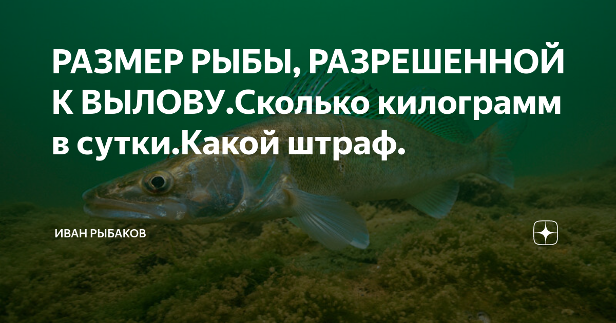 Размеры рыбы разрешенной к вылову 2024 году. Размер рыбы разрешенной к вылову. Таблица нормы вылова рыбы. Разрешенный размер судака. Размер леща разрешенный к вылову.