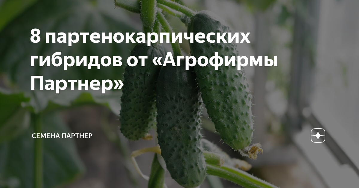 Что означает партенокарпический гибрид. Агрофирма партнер формирование огурцов в теплице. Партенокарпическое образование плодов у огурца. Какие есть сорта партенокарпических гибридов. Огурец Кайман Агрофирма партнер.
