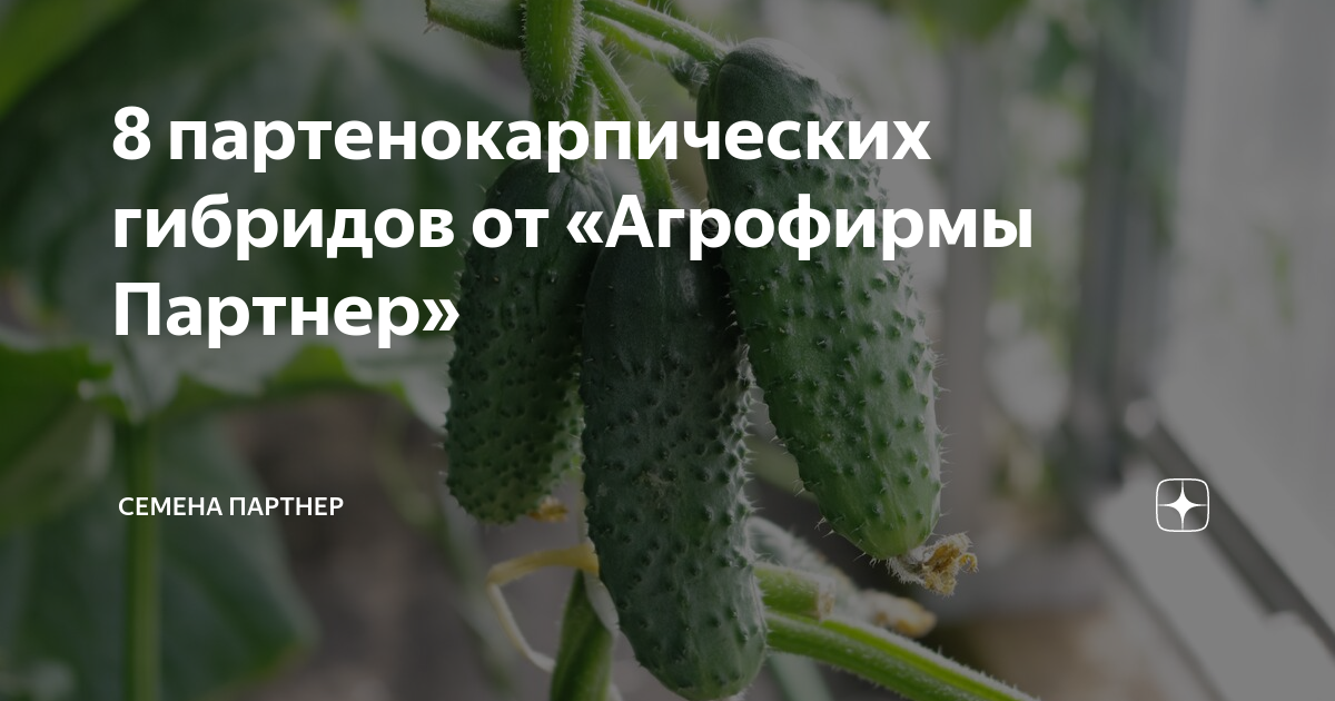 Что значит партенокарпический гибрид. Агрофирма партнер формирование огурцов в теплице. Партенокарпическое образование плодов у огурца. Фрукты партенокарпические. Какие есть сорта партенокарпических гибридов.