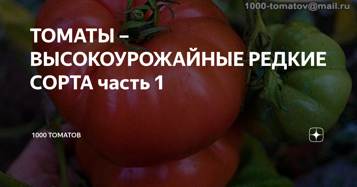 ТОМАТЫ –ВЫСОКОУРОЖАЙНЫЕ РЕДКИЕ СОРТА часть 1 | 1000 томатов | Дзен