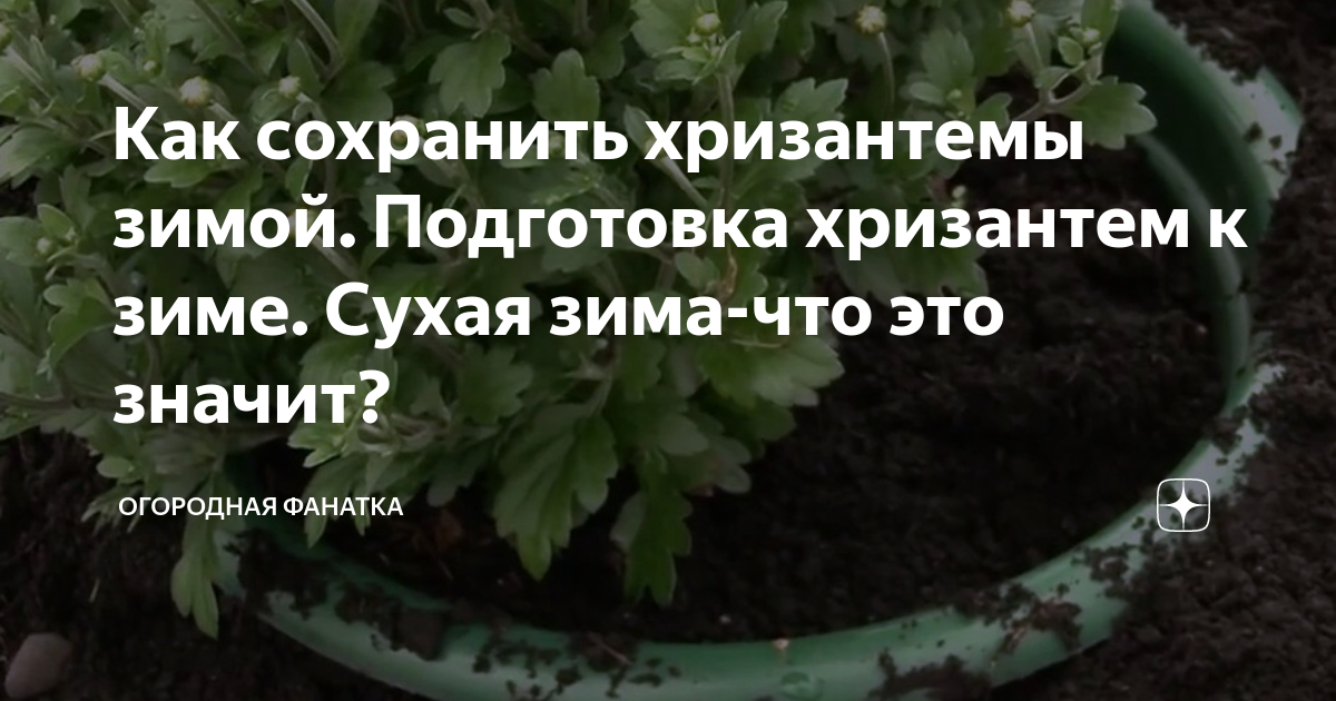 Как сохранить хризантемы зимой в погребе. Как сохранить хризантему зимой. Как хранить хризантемы. Как ухаживать за хризантемой букет. Хризантемы как ухаживать в вазе