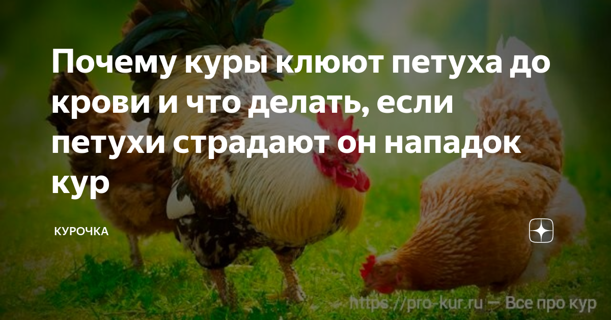 Почему куры клюют друг друга до крови. Петух клюнул. Куры клюют друг друга до крови что делать. Заклеванный петушок.