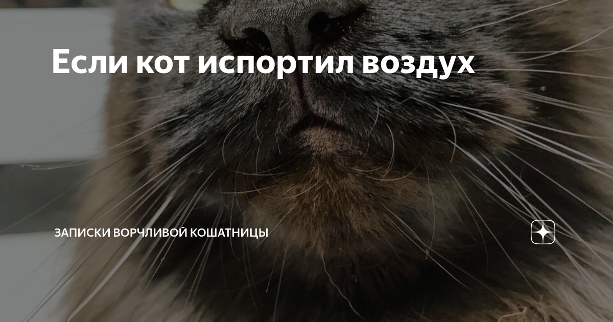 эстетика кошатницы. дзен записки ворчливой кошатницы. ворчливая кошатница. записки ворчливой кошатницы инстаграм. дзен записки ворчливой кошатницы.