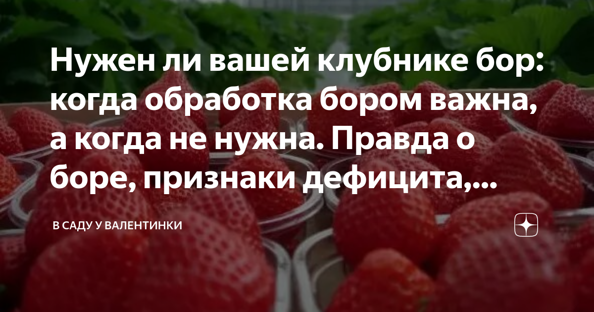 Нужен ли вашей клубнике бор: когда обработка бором важна, а когда не ...