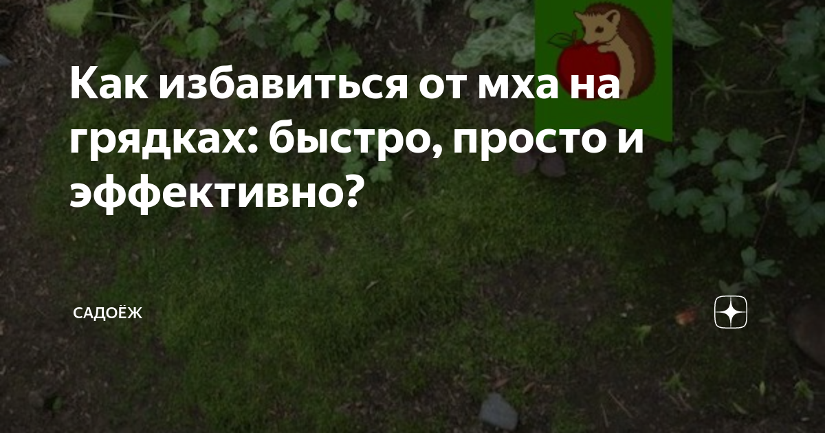 Почему зеленеет земля в теплице и на огороде?