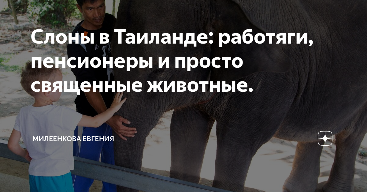 Полезная информация о слонах в Тайланде