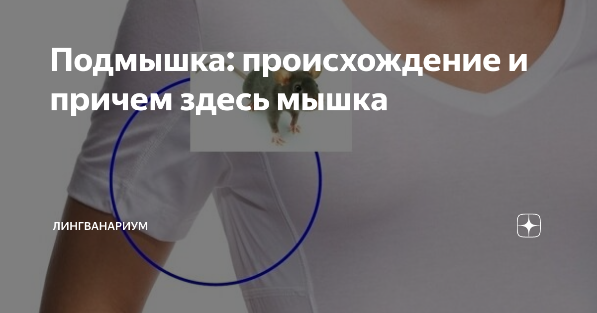 Подмышка: происхождение и причем здесь мышка | Лингванариум | Дзен