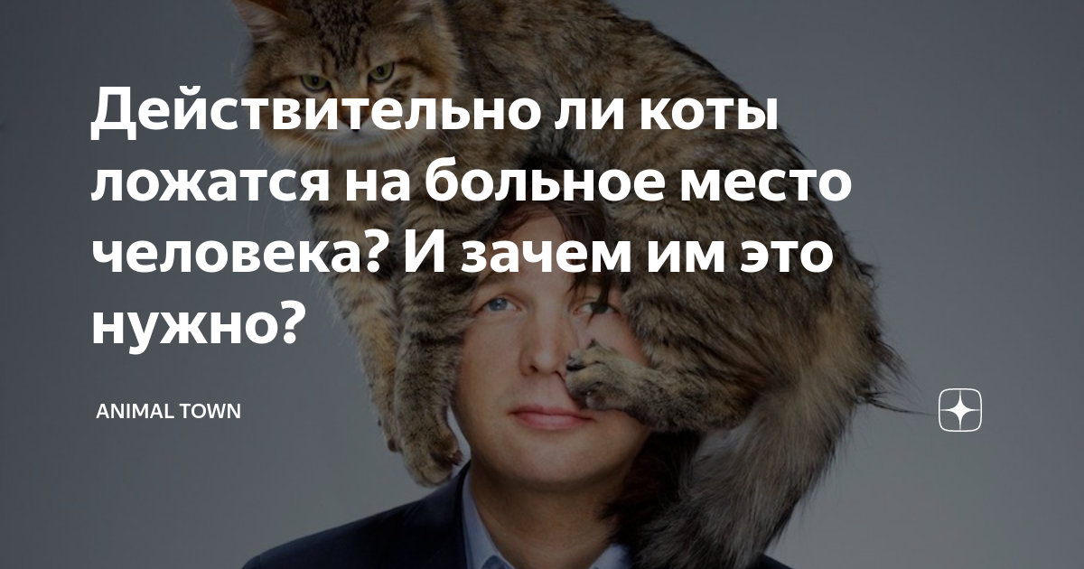 коты ложатся на больное место. коты ложатся на больное место. кошки всегда садятся на больное место мем. кот спит на человеке.