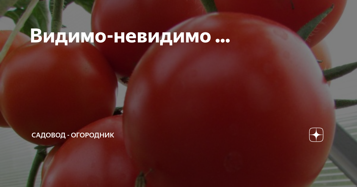 Помидор видимо невидимо отзывы фото Видимо-невидимо ... САДОВОД - ОГОРОДНИК Дзен