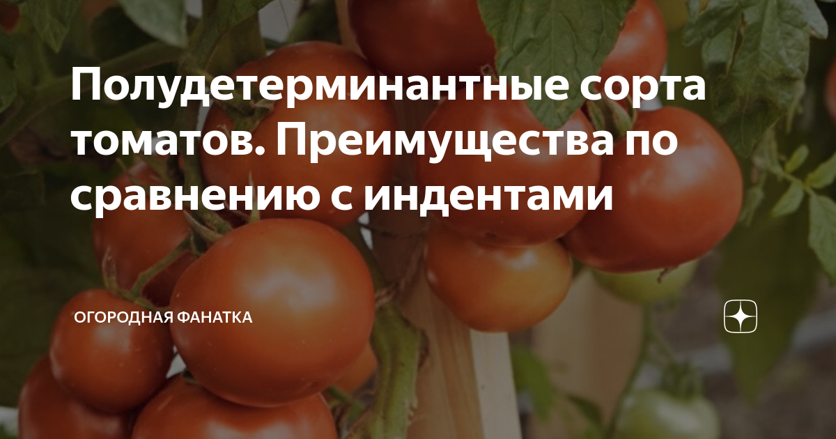 Полудетерминантные сорта томатов. Преимущества по сравнению с индентами |  Огородная фанатка | Дзен