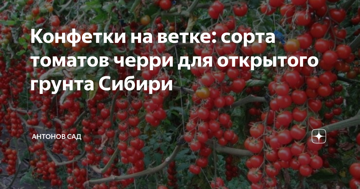 Конфетки на ветке: сорта томатов черри для открытого грунта Сибири ...