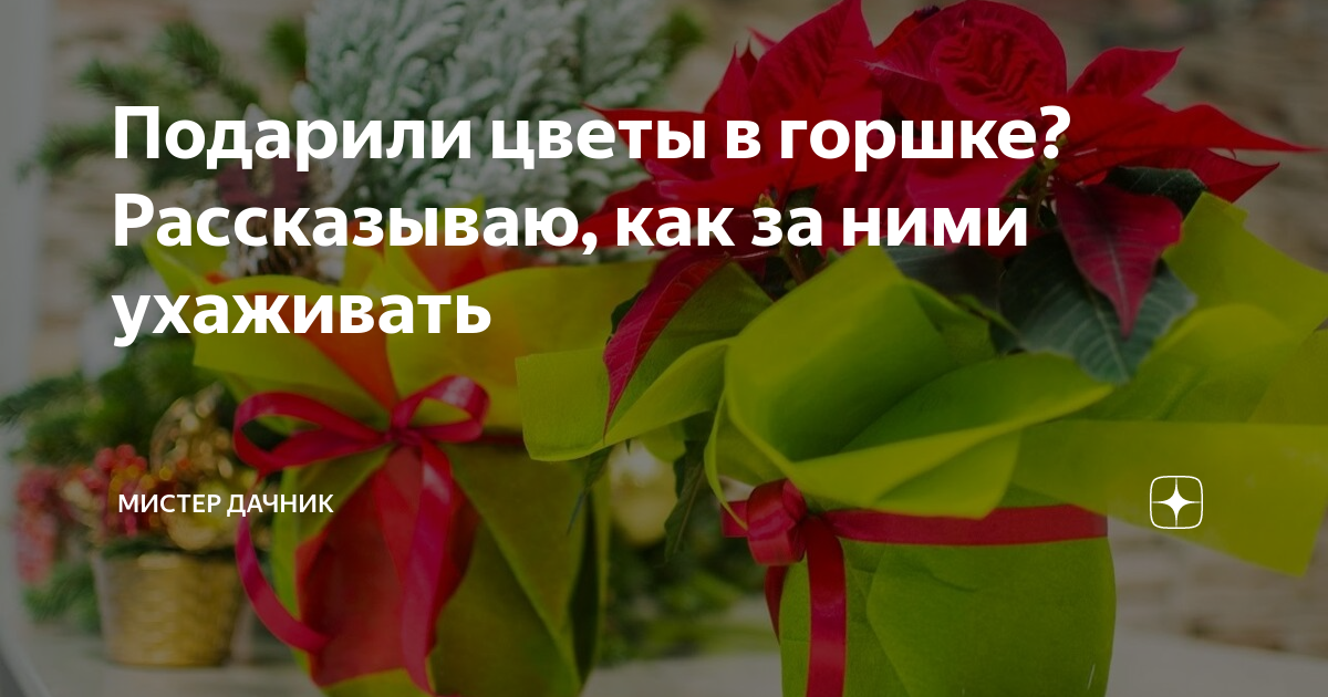 Подарили цветы в горшке? Рассказываю, как за ними ухаживать | Мистер ...