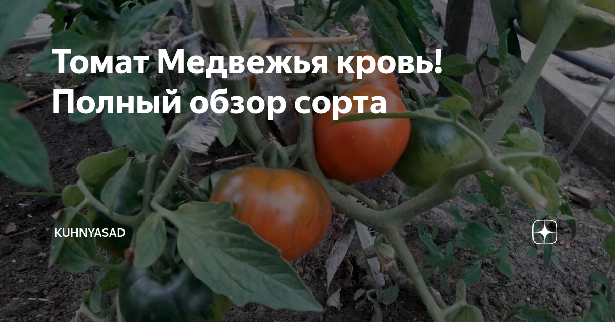 Томат Медвежья кровь! Полный обзор сорта