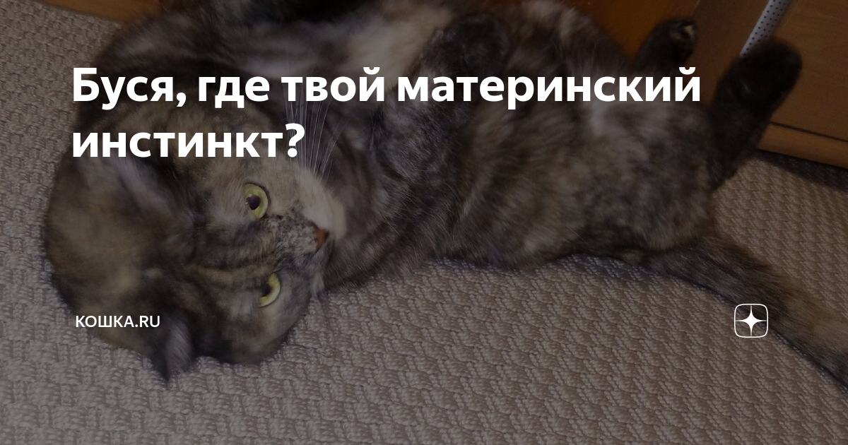 кошка буся дзен, кошка ру дзен, материнский инстинкт у кошек, кошка буся на дзене