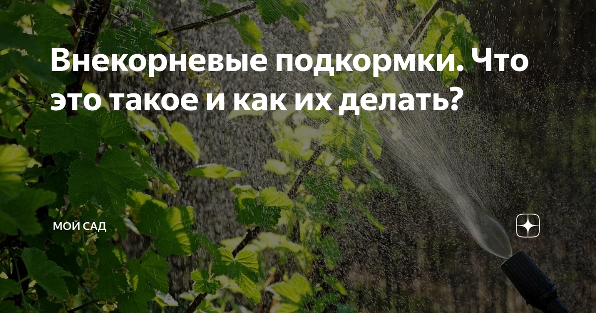 Внекорневая подкормка это. Корневая и внекорневая подкормка. Корневые и внекорневые подкормки растений. Внекорневая подкормка это как. Что такое корневая подкормка и внекорневая подкормка.