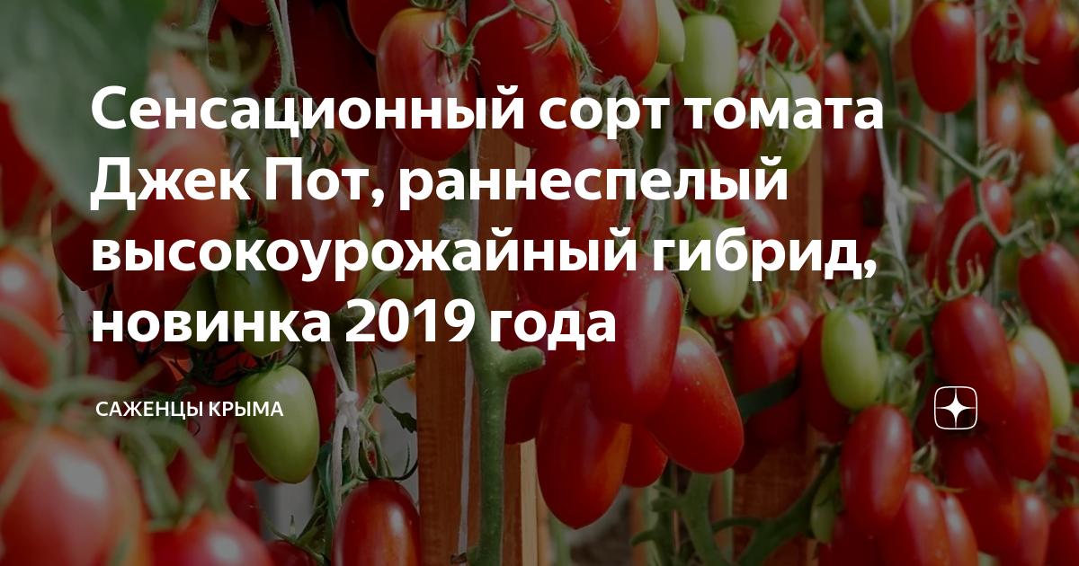 Семена Томат Джек пот F1 /Агрофирма Партнер/ 2 упаковки по 5 семян - купить в ин