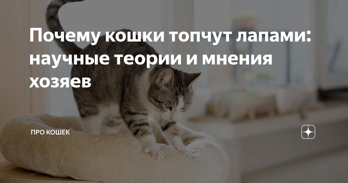 Почему кошка мнет хозяина. Зачем коты топчут лапками хозяев. Кошки топчут лапками смешные факты. Что обозначает когда кошка топчет вас лапками. Почему кошки мнут лапами человека и мурлыкают.