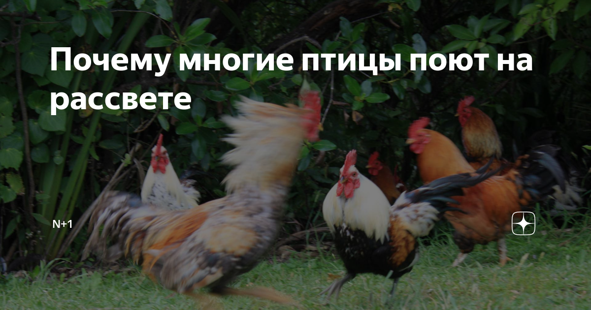 Почему многие птицы поют на рассвете | N + 1 | Дзен