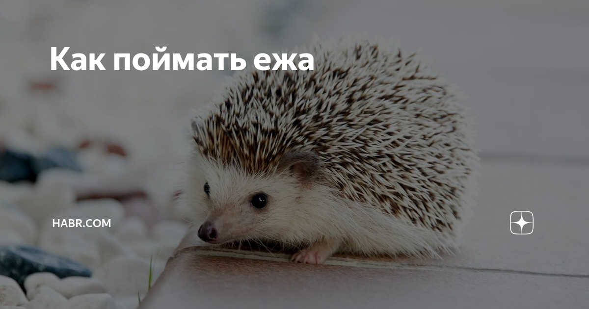 На что ловить ежа