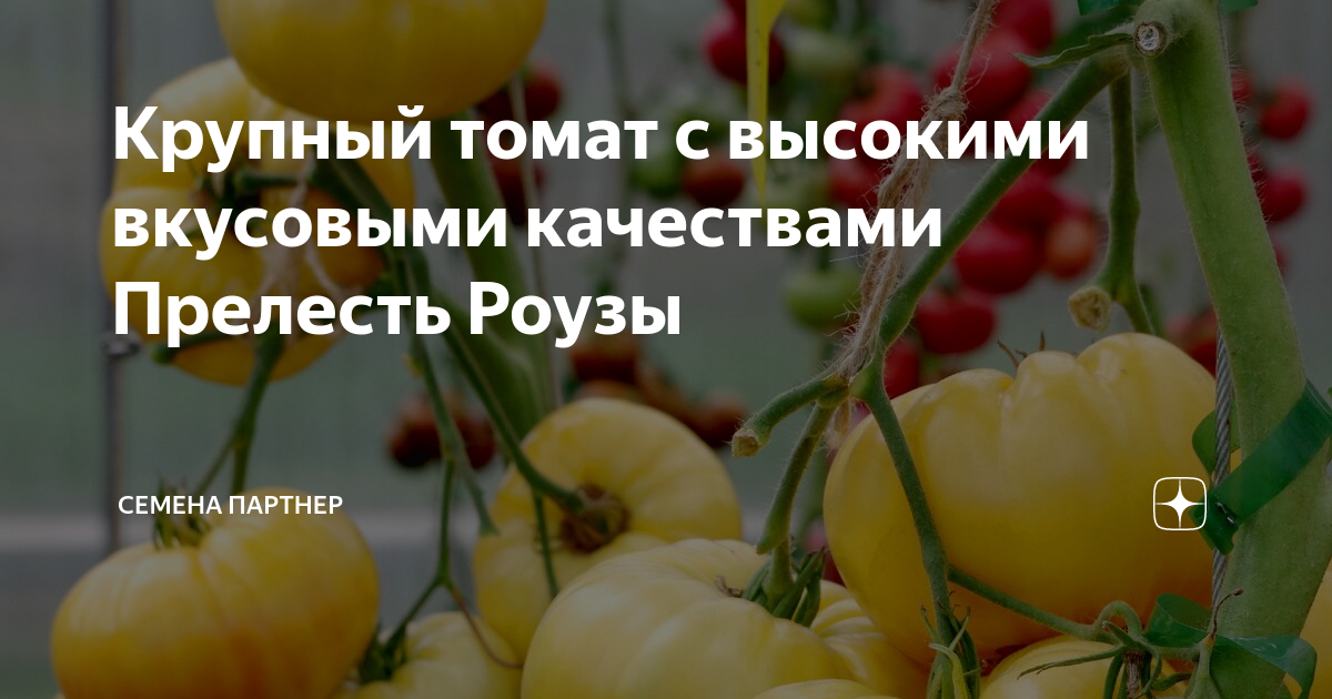 Крупный томат с высокими вкусовыми качествами Прелесть Роузы | Семена ...