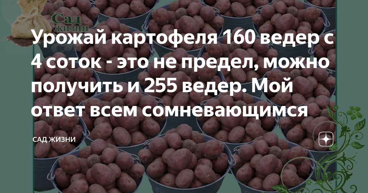 Урожай картофеля общим весом 10 кг