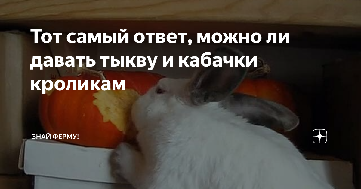 Можно кролика тыкву. Второй подбородок у крольчихи. Второй подбородок у кролика. Второй подбородок у кролика декоративного.