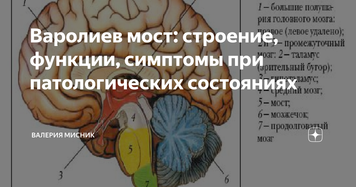 Средний мост функции отдела. Функции варолиева моста. Функции моста головного мозга. Продолговатый мозг и варолиев мост. Мост анатомия функции.