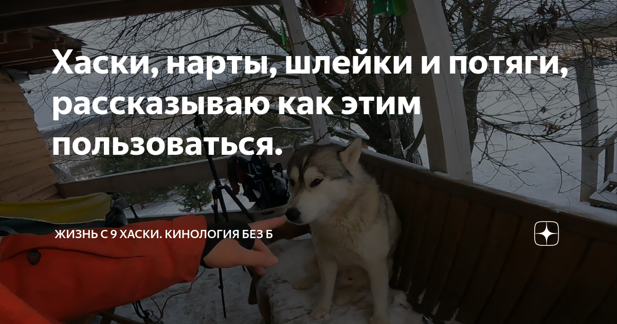 Дзен 10 хаски. Жизнь с 10 хаски прямой эфир. Жизнь с 10 хаски дзен
