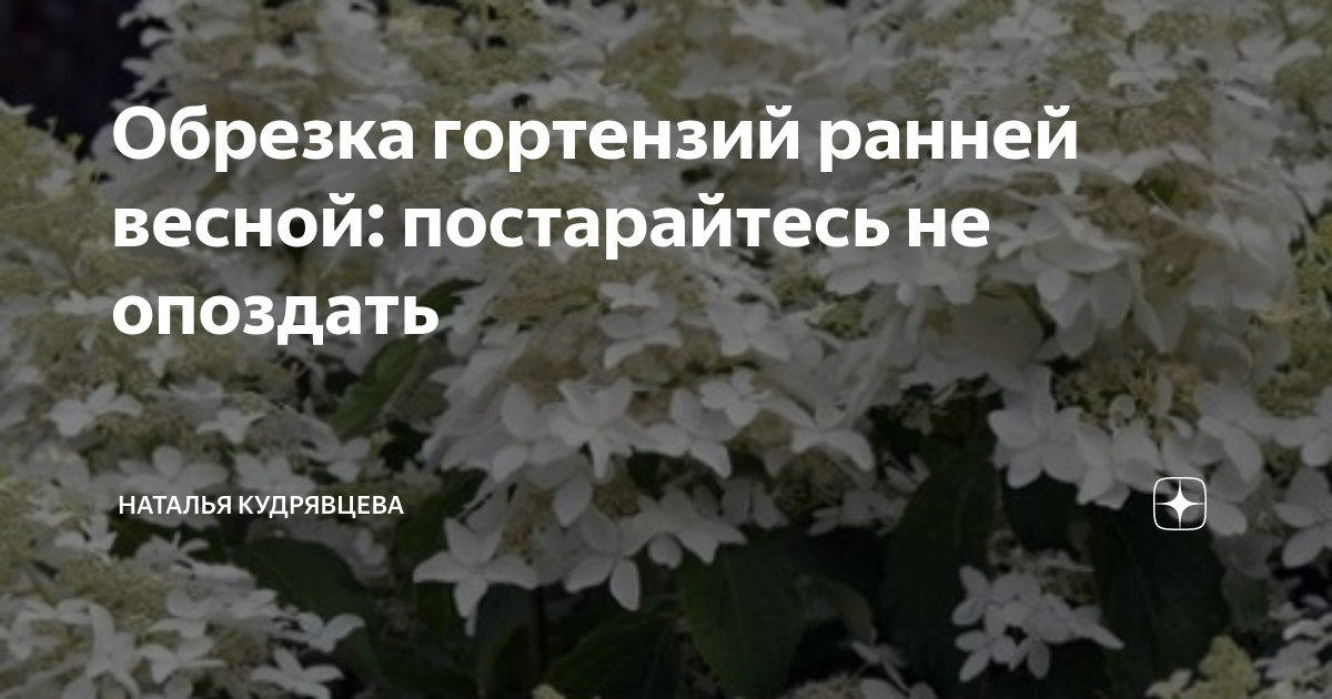Чем ранней весной подкормить гортензию после зимы. Как правильно обрезать гортензию. как обрезать гортензию бесконечное лето.