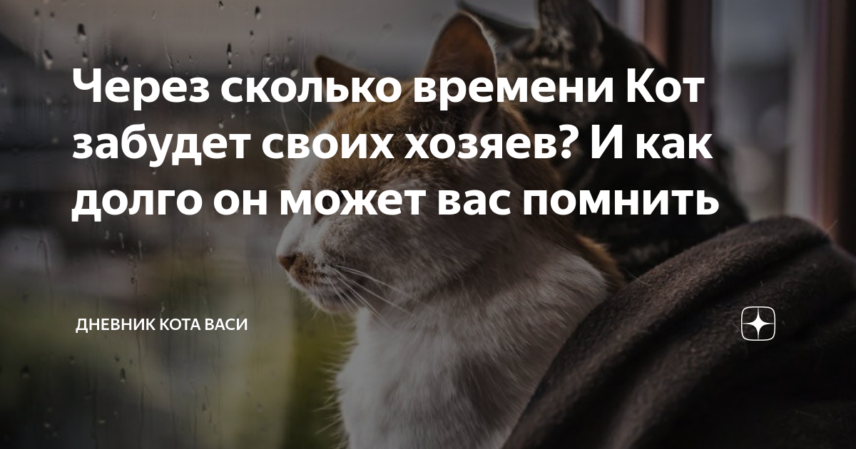 Через сколько кот. Сколько времени кошка может помнить своего хозяина. За сколько коты забывают хозяина. Может ли кот забыть хозяина за месяц. Может ли кошка забыть хозяина за неделю.