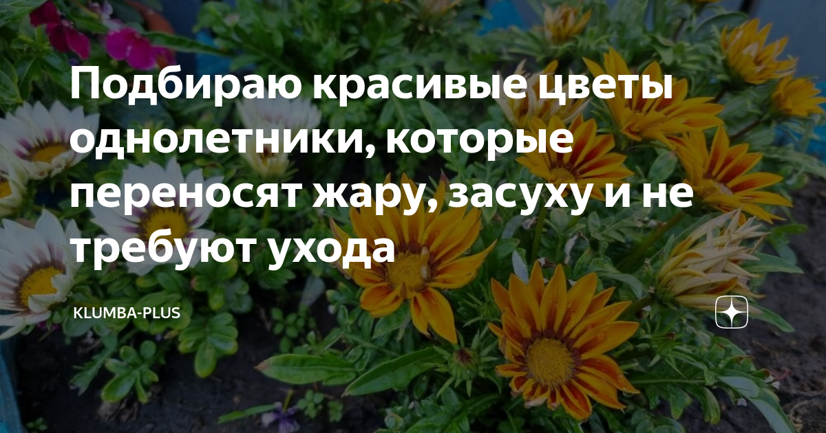 Подбираю красивые цветы однолетники, которые переносят жару, засуху и ...