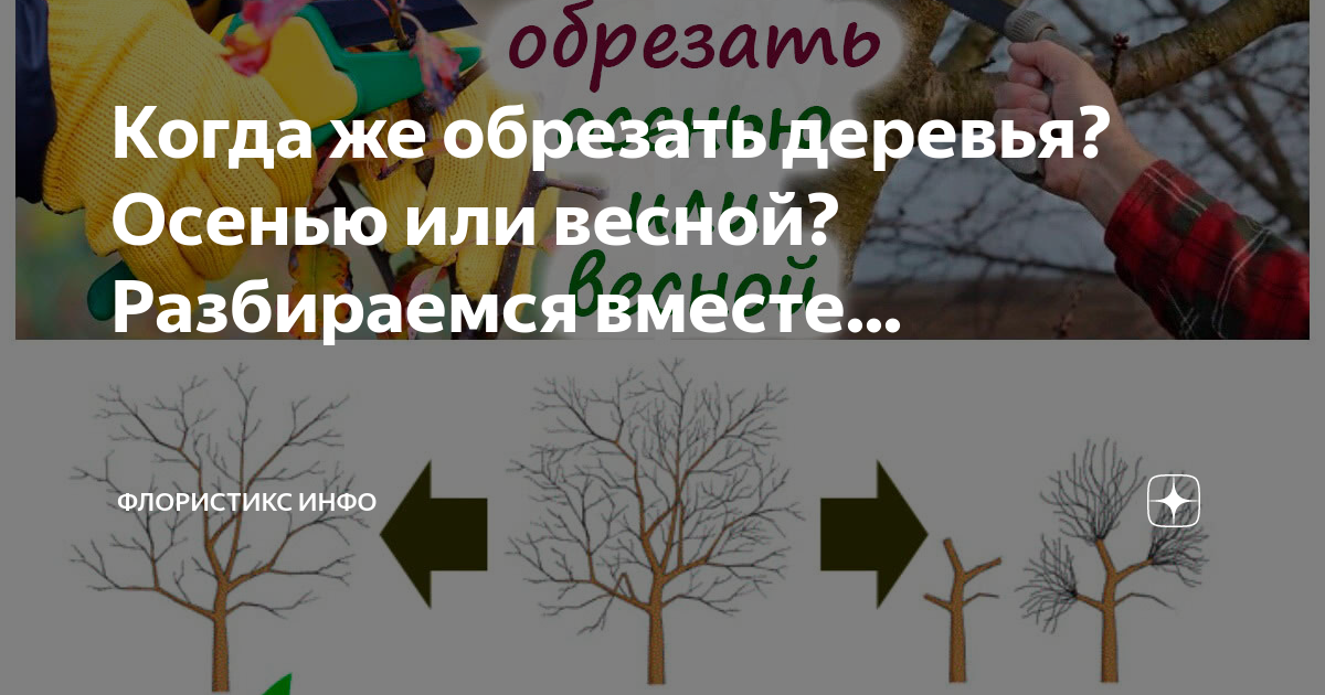 Возможно ли осеннее обрезание деревьев во время дождей и влажной погоды