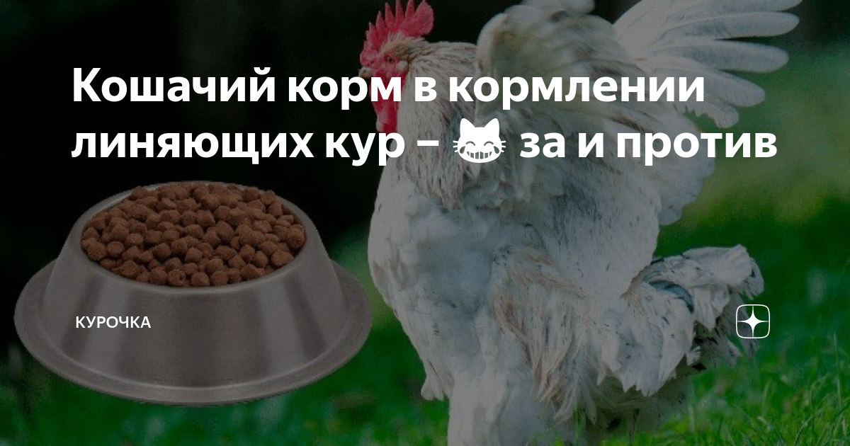 Кошачий корм в кормлении линяющих кур – 😹 за и против | Курочка | Дзен