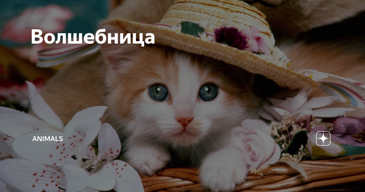 зверюшка дзен. энималс дзен канал. пингвиний алфавит. энималс дзен канал. дзен анималз.