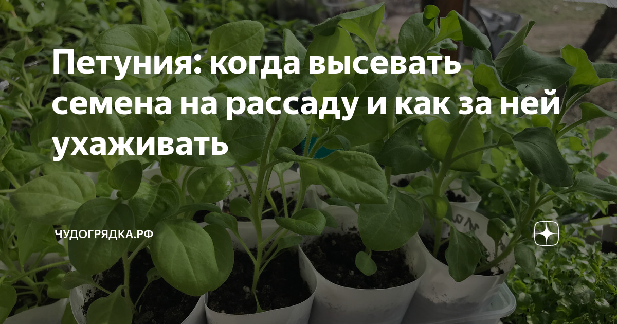 Петуния: когда высевать семена на рассаду и как за ней ухаживать ...