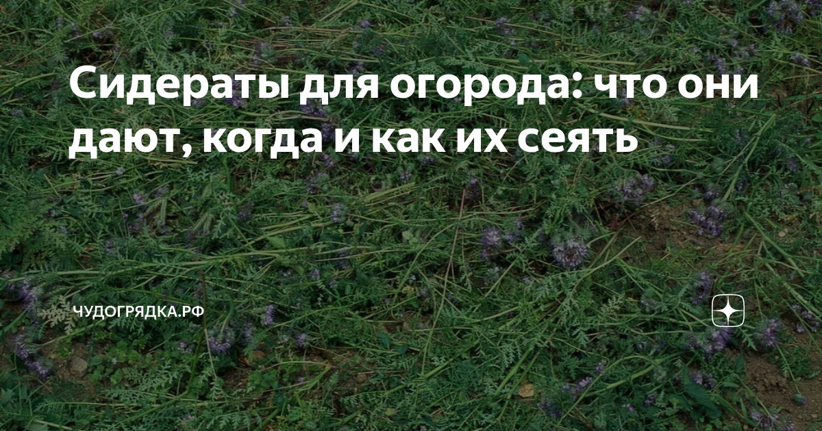 Что такое сидераты и для чего они нужны на огороде фото и названия