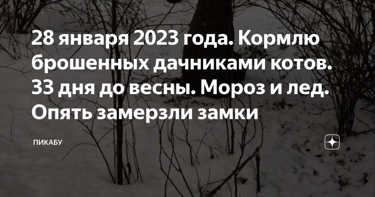 28 января 2023 года. Кормлю брошенных дачниками котов. 33 дня до весны ...