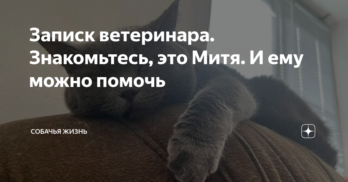 Пока котик нервничает у ветеринара ему можно дать поиграть в игрушку на планшете