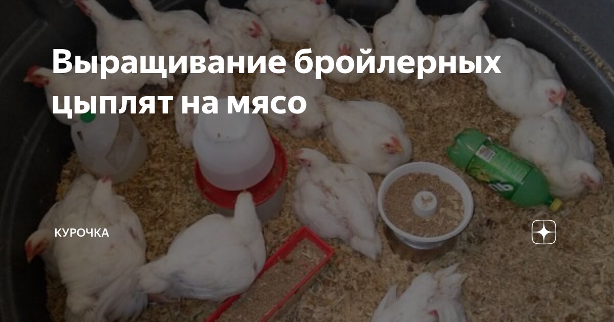 Выращивание бройлерных цыплят на мясо