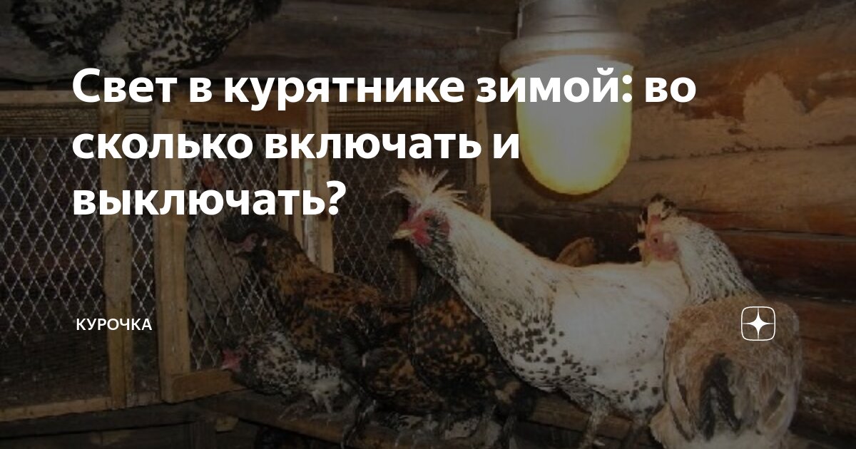 Освещение в курятнике: какое должно быть зимой, нужен ли свет ночью