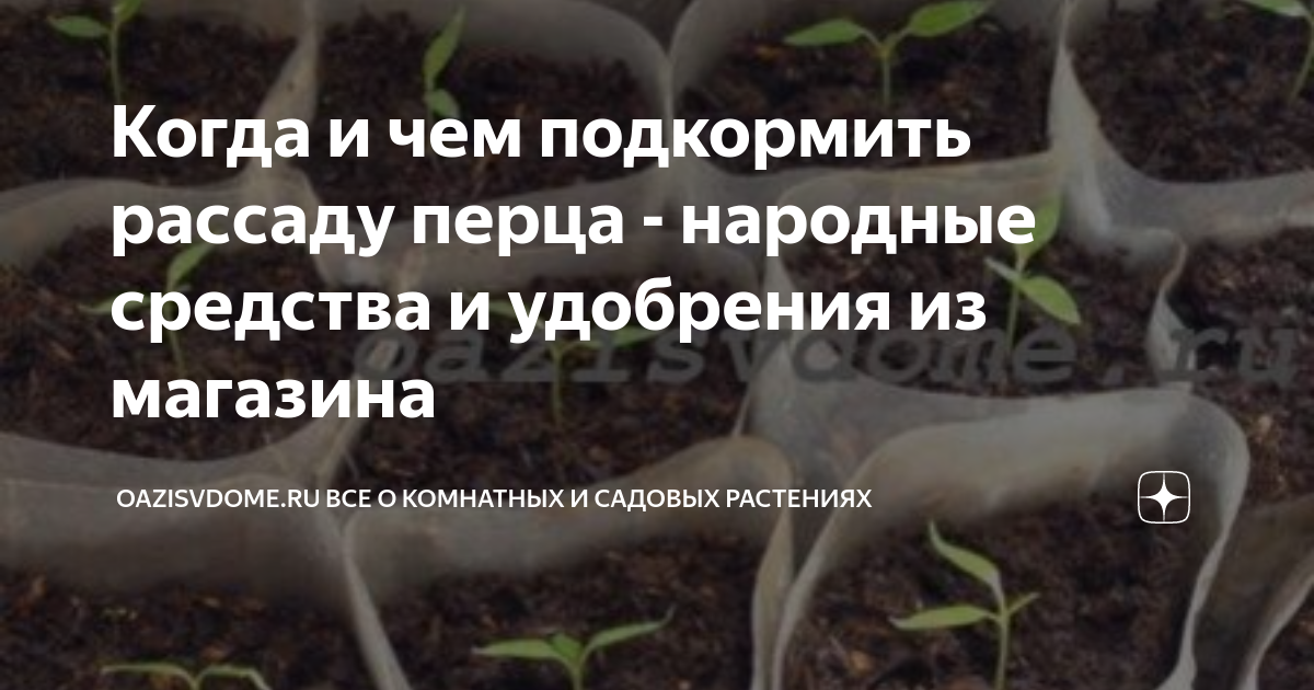 Когда подкармливать рассаду перца. Подкормка рассады перцев после всходов. Чем подкормить рассаду перца для роста народные средства. Чем подкормить рассаду перца после всходов. Когда и чем подкармливать рассаду перцев после всходов.