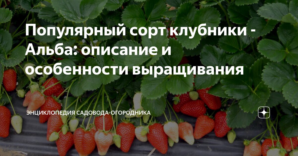 Альба описание сорта фото отзывы Популярный сорт клубники - Альба: описание и особенности выращивания Энциклопеди