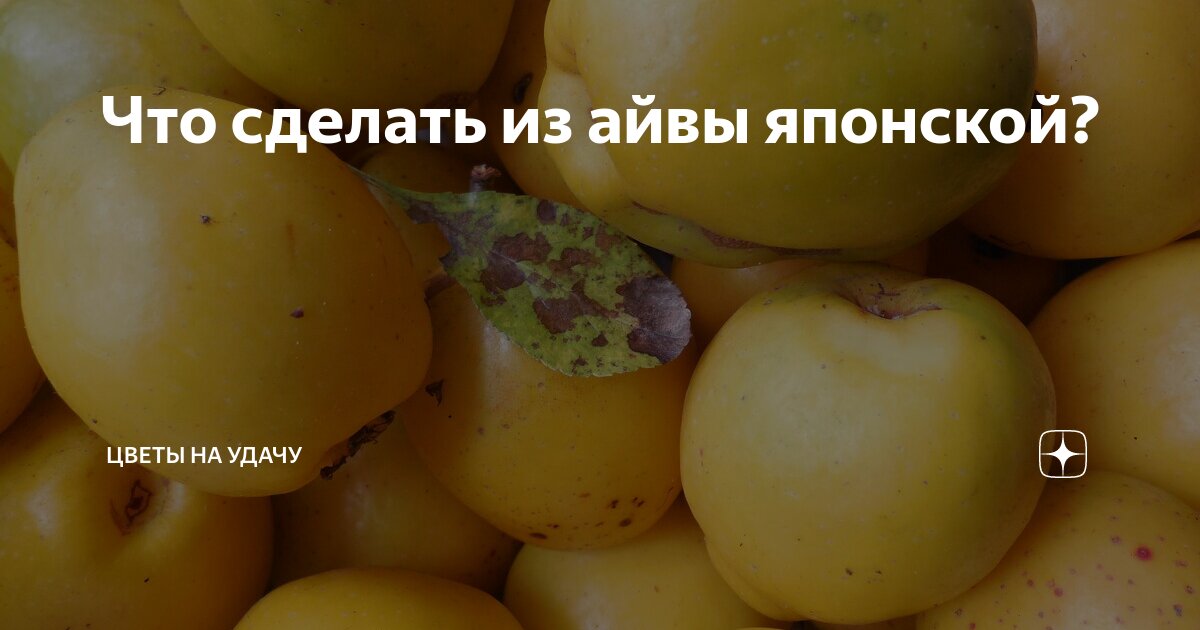 Что сделать из айвы японской? | Цветы на удачу | Дзен