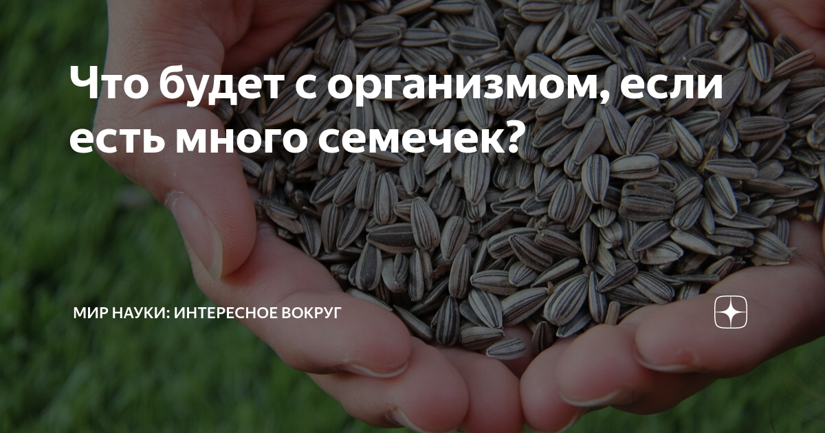 Когда можно есть семечки. Что будет если есть много семечек. что будет если много есть семечки. что будет если съесть много семечек. скорлупа от семечек.