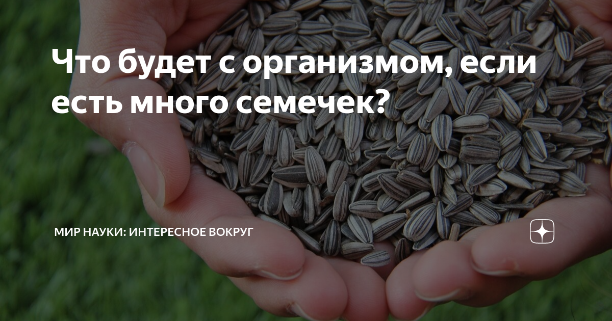 Есть семечки на ночь. Много семечек. Что будет если много есть семечки. Что будет если съесть много семечек. Что если употреблять много семечек.