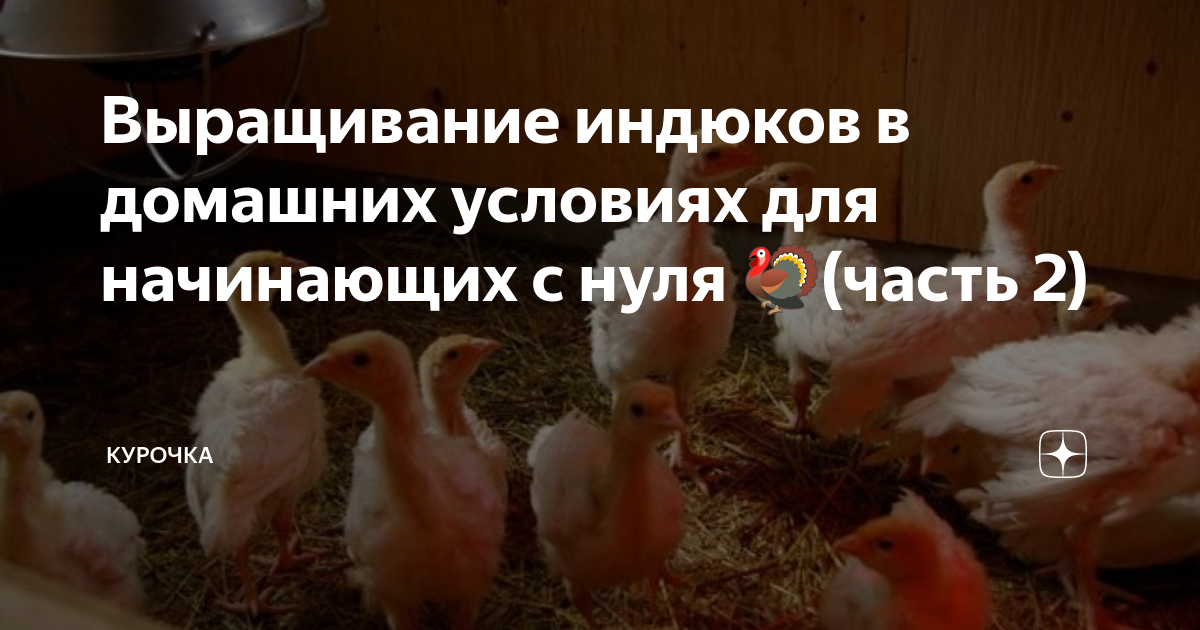 Изготовление насеста для кур своими руками: что надо знать о его размерах и устройстве